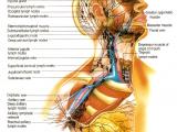 Lymphatic system