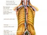 Lymphatic system 2