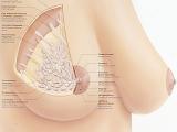 Anatomie der Brust