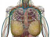Lymphatic System in Context