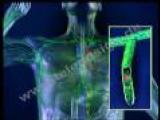 Lymphatic system
