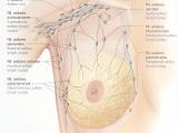 Lymphsystem der Brust
